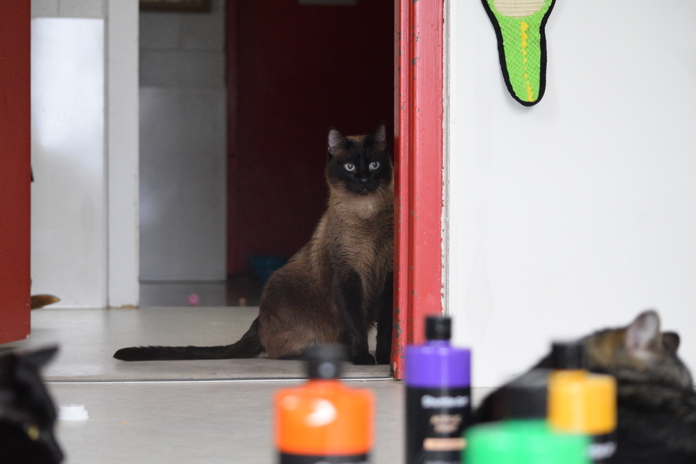 Baloo, an adoptable Siamese in Salmon, ID, 83467 | Photo Image 2