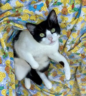 Daisy, Young Female Domestic Short Hair