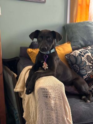 Miso