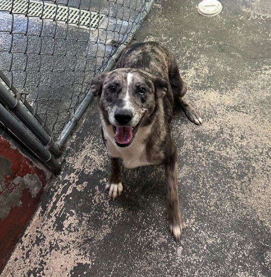 Juno
