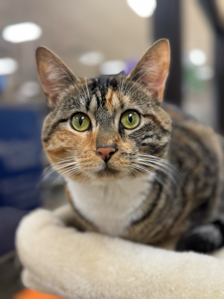 Nova
