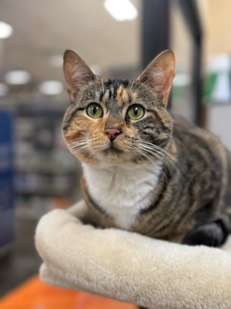 Nova