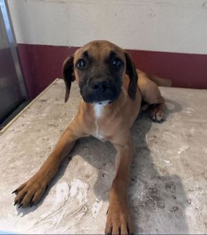 Name Paisley Age 12 Weeks Breed Hound Mix Gender Female Meet Paisley A Sweet Pup Ready to Bloom