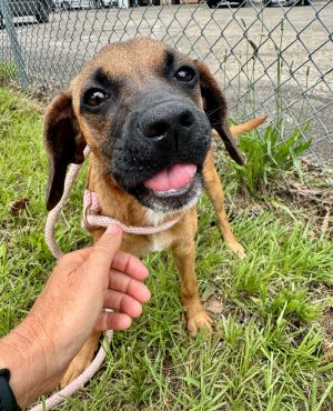 Name Paisley Age 12 Weeks Breed Hound Mix Gender Female Meet Paisley A Sweet Pup Ready to Bloom