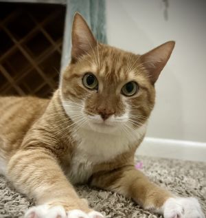Name Azreal Age 6 Years Breed Domestic Shorthair Orange Tabby Gender Male Meet Azreal Azreal is