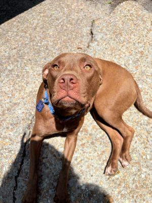 O&#39;Ciepee, Young Female Mixed Breed