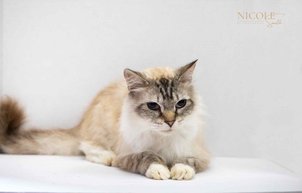 Marley, an adoptable Birman in Henderson, KY, 42420 | Photo Image 1