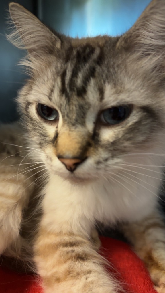 Marley, an adoptable Birman in Henderson, KY, 42420 | Photo Image 2