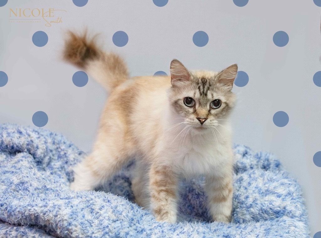 Marley, an adoptable Birman in Henderson, KY, 42420 | Photo Image 3