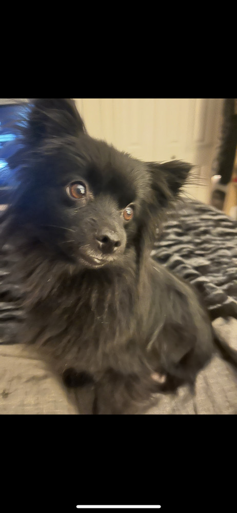 Pom Pom, an adoptable Papillon in Plymouth, MI, 48170 | Photo Image 1