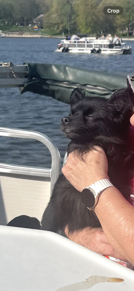 Pom Pom, an adoptable Papillon in Plymouth, MI, 48170 | Photo Image 4