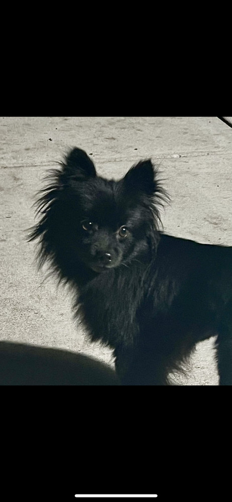 Pom Pom, an adoptable Papillon in Plymouth, MI, 48170 | Photo Image 6