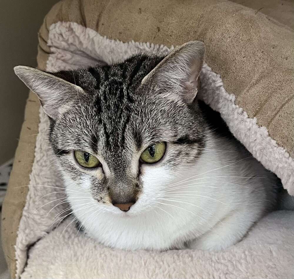Sophia, an adoptable Domestic Short Hair in Leadville, CO, 80461 | Photo Image 1