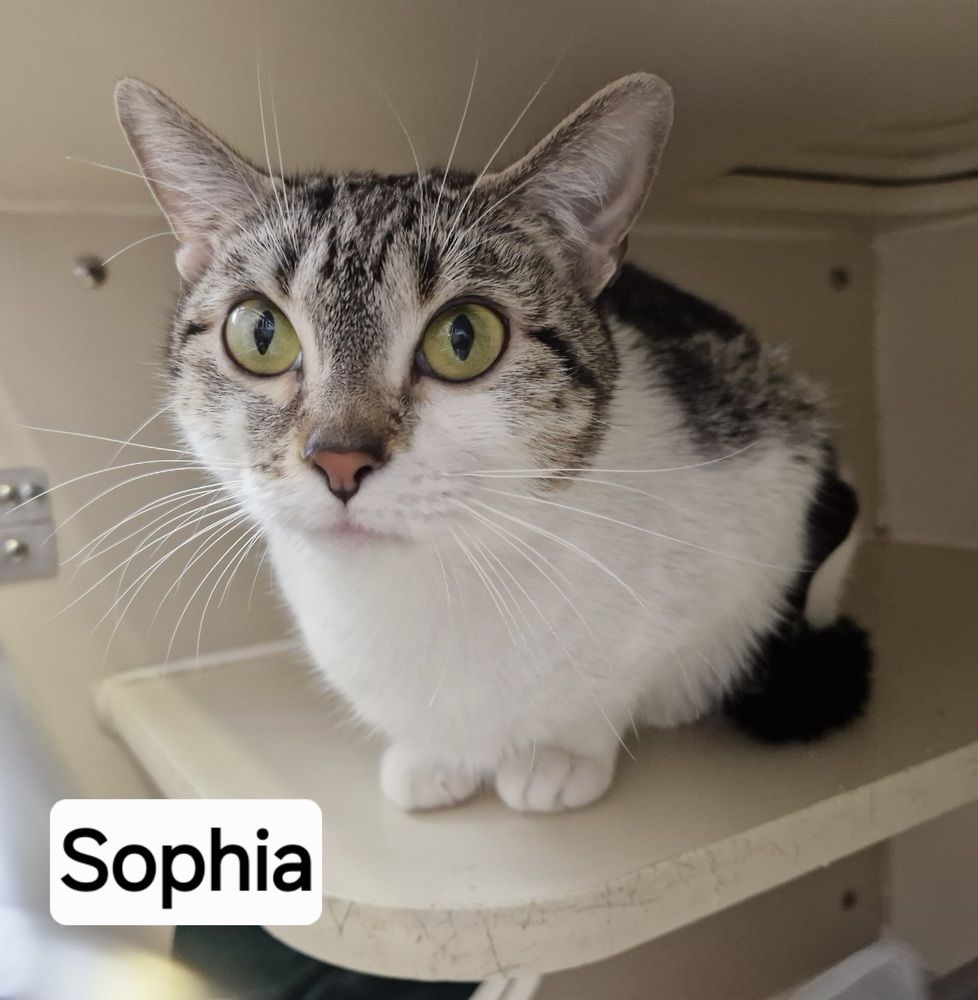 Sophia, an adoptable Domestic Short Hair in Leadville, CO, 80461 | Photo Image 2