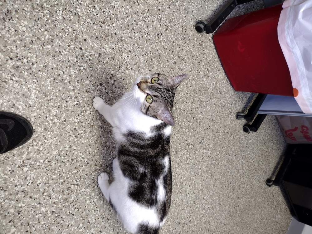 Sophia, an adoptable Domestic Short Hair in Leadville, CO, 80461 | Photo Image 2