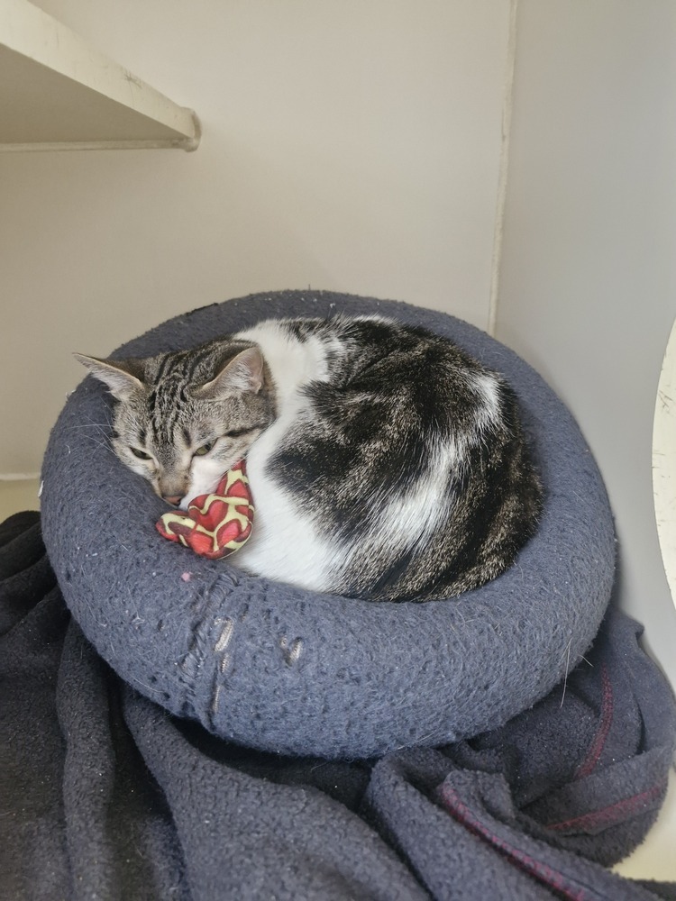 Sophia, an adoptable Domestic Short Hair in Leadville, CO, 80461 | Photo Image 3