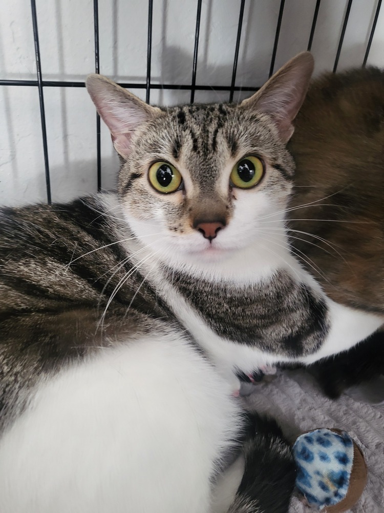 Sophia, an adoptable Domestic Short Hair in Leadville, CO, 80461 | Photo Image 4
