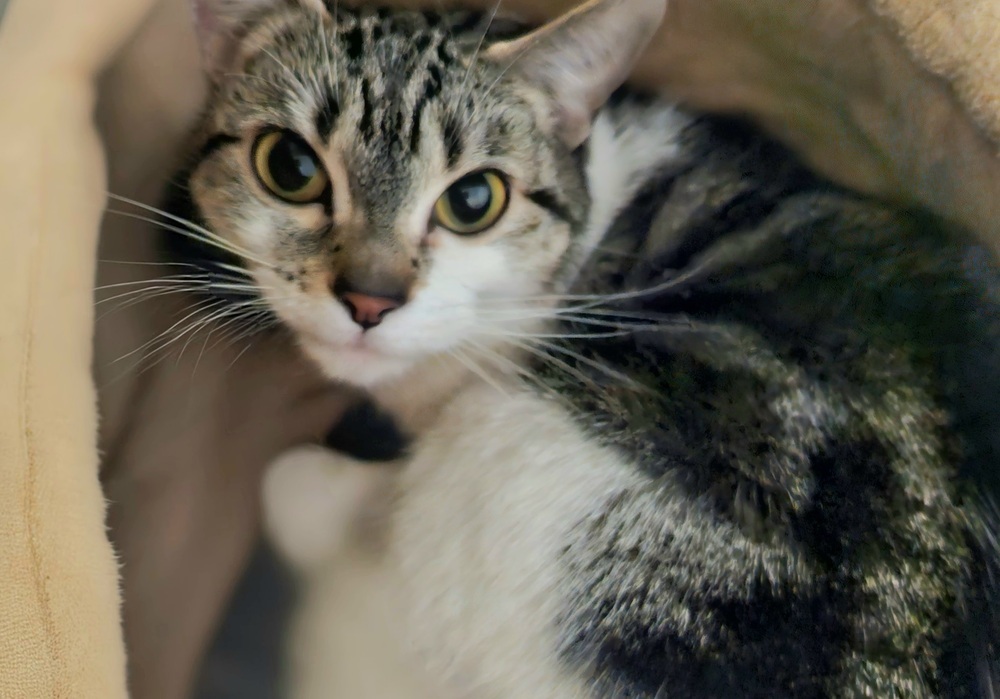 Sophia, an adoptable Domestic Short Hair in Leadville, CO, 80461 | Photo Image 5