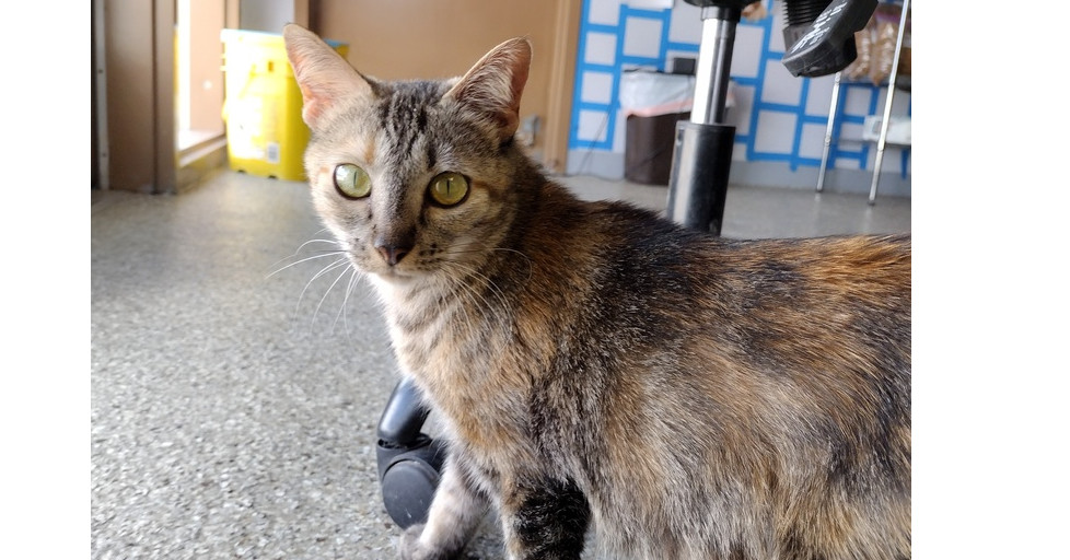 Sushi, an adoptable Domestic Short Hair in Leadville, CO, 80461 | Photo Image 1