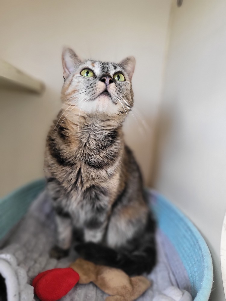 Sushi, an adoptable Domestic Short Hair in Leadville, CO, 80461 | Photo Image 4