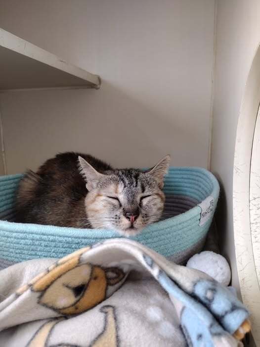 Sushi, an adoptable Domestic Short Hair in Leadville, CO, 80461 | Photo Image 5