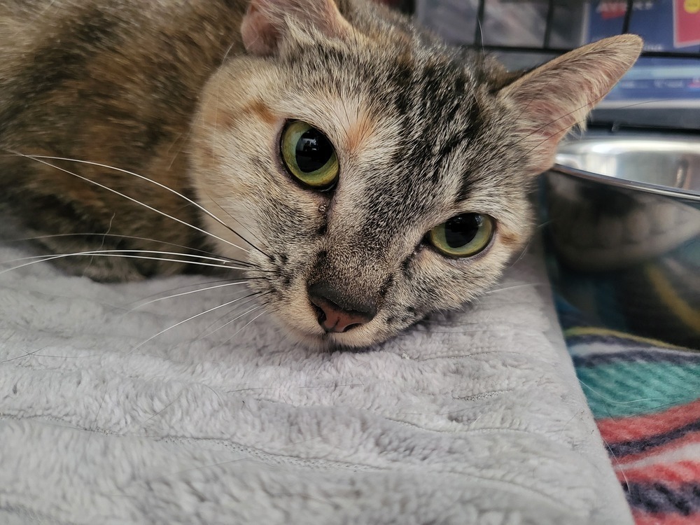 Sushi, an adoptable Domestic Short Hair in Leadville, CO, 80461 | Photo Image 6