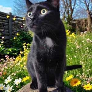 Kuro 2.0, Adult Male unknown