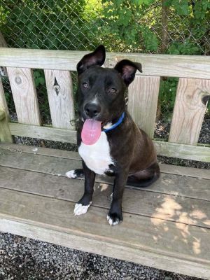 Birthdate 07012024 Breed One of a kind Weight 45 lbs Meet Sadie With ears bigger than her head