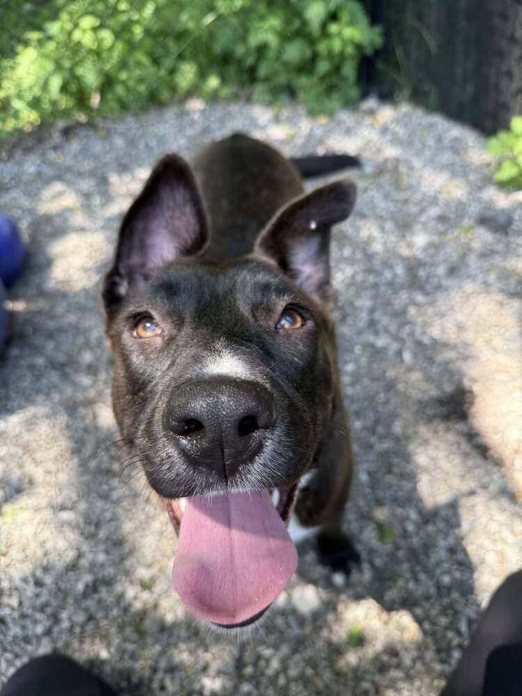 Sadie