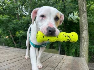 Birthdate 11022024 Breed One of a kind Weight 35 lbs Zoey is ready and guaranteed to brighten y