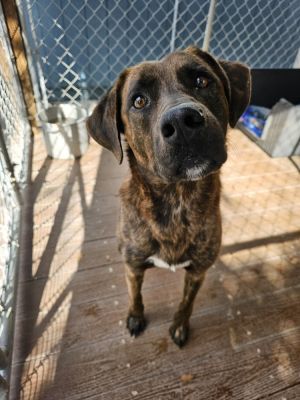 Birthdate 04022023 Breed One of a kind Weight 59 lbs Chad is an absolute sweetheart with a hear