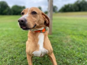 Sandy is a sweet and gentle three-year-old hound mix She appears to have been on her own for a whil