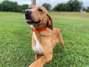 Sandy is a sweet and gentle three-year-old hound mix She appears to have been on her own for a whil