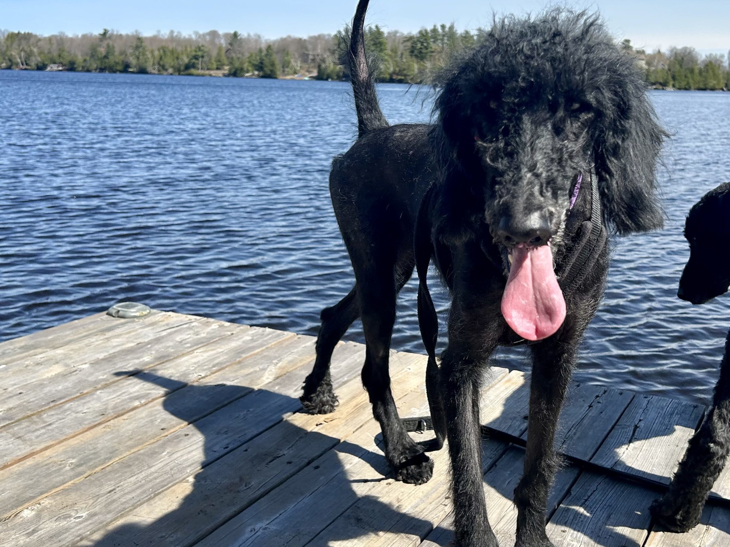 Katey, an adoptable Standard Poodle in Calabogie , ON, K0J 1H0 | Photo Image 1