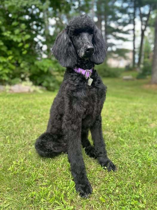 Katey, an adoptable Standard Poodle in Calabogie , ON, K0J 1H0 | Photo Image 1