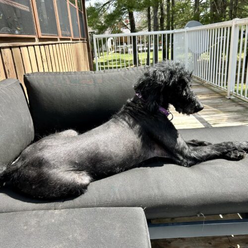Katey, an adoptable Standard Poodle in Calabogie , ON, K0J 1H0 | Photo Image 2