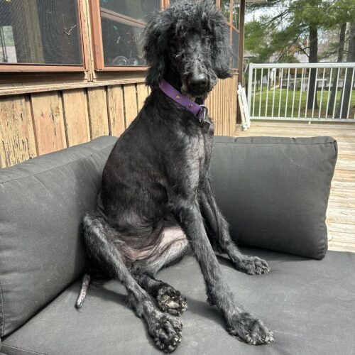 Katey, an adoptable Standard Poodle in Calabogie , ON, K0J 1H0 | Photo Image 3