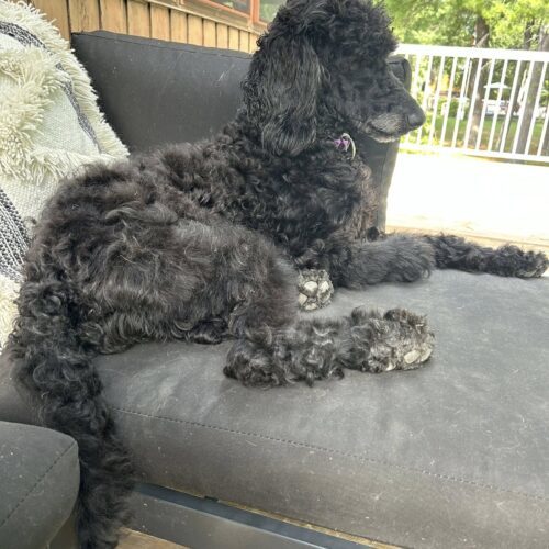Katey, an adoptable Standard Poodle in Calabogie , ON, K0J 1H0 | Photo Image 3