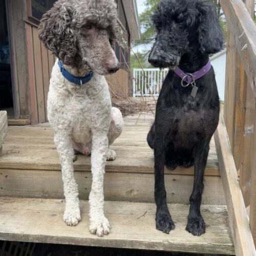 Katey, an adoptable Standard Poodle in Calabogie , ON, K0J 1H0 | Photo Image 4