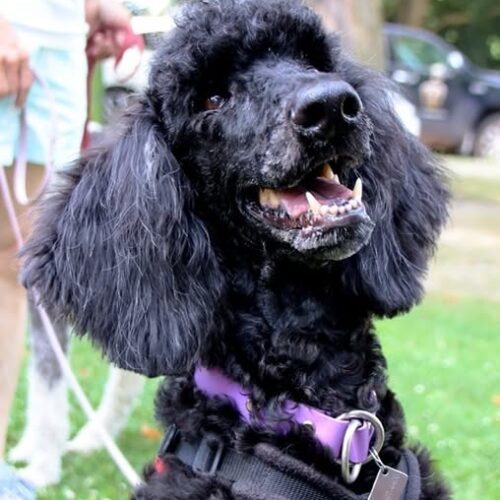 Katey, an adoptable Standard Poodle in Calabogie , ON, K0J 1H0 | Photo Image 4