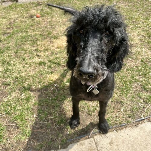 Katey, an adoptable Standard Poodle in Calabogie , ON, K0J 1H0 | Photo Image 5