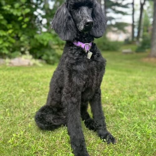 Katey, an adoptable Standard Poodle in Calabogie , ON, K0J 1H0 | Photo Image 5