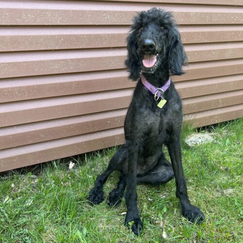 Katey, an adoptable Standard Poodle in Calabogie , ON, K0J 1H0 | Photo Image 6