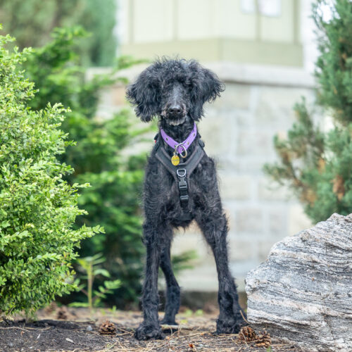 Katey, an adoptable Standard Poodle in Calabogie , ON, K0J 1H0 | Photo Image 6