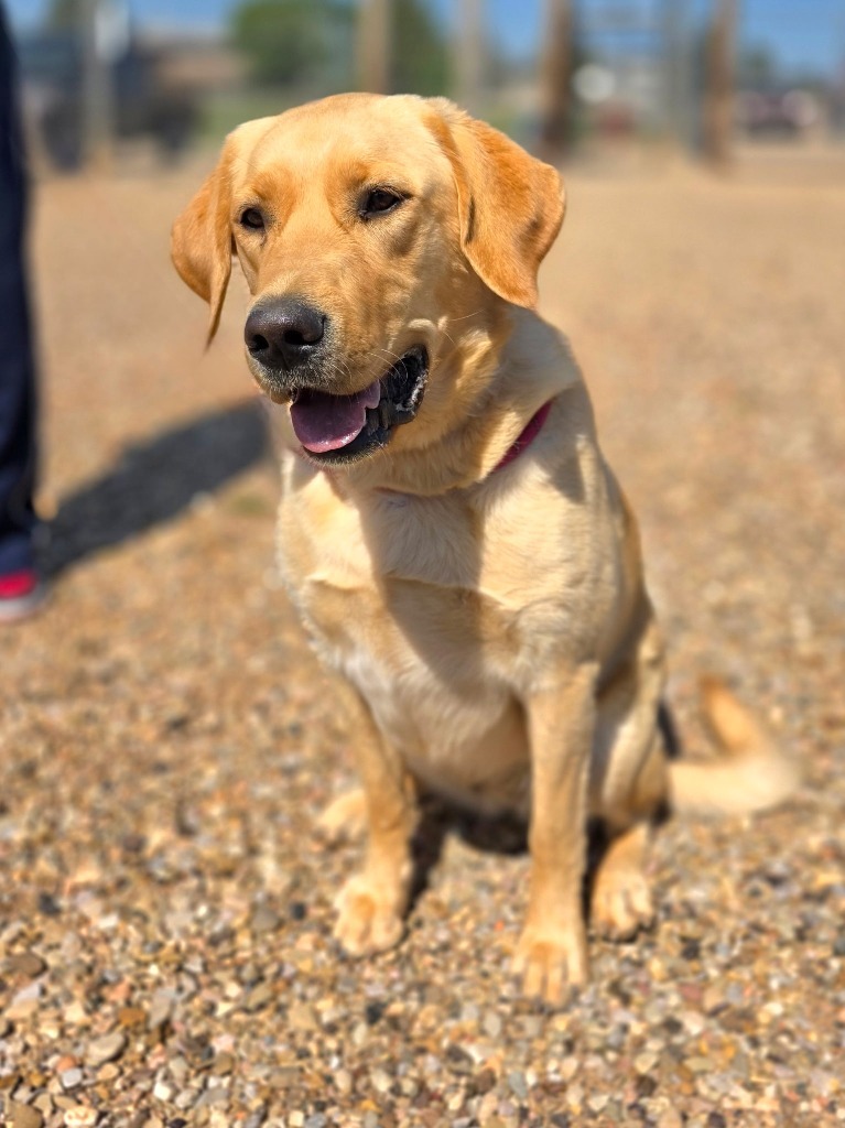 Honey, an adoptable Labrador Retriever in Hot Springs, SD, 57747 | Photo Image 1