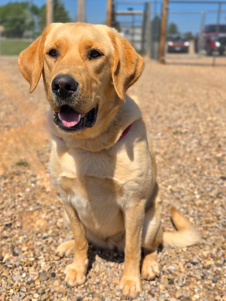 Honey, an adoptable Labrador Retriever in Hot Springs, SD, 57747 | Photo Image 2