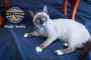 Snoop Dawg (Weeble Wobble), Young Male Siamese