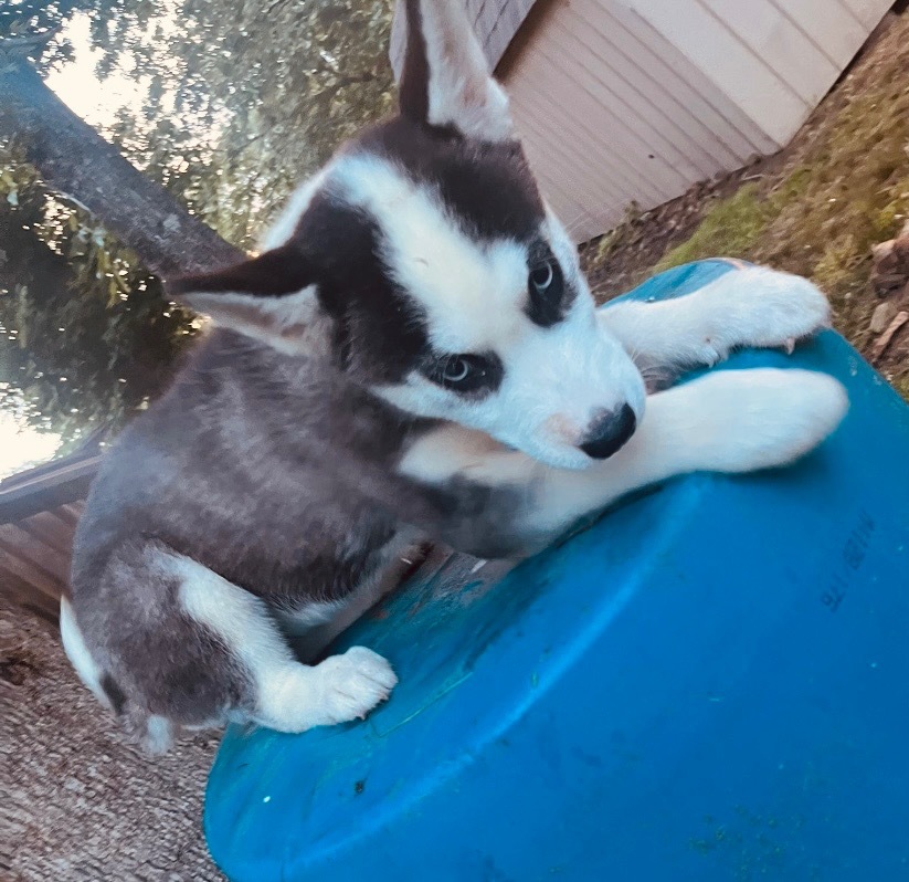 Jada