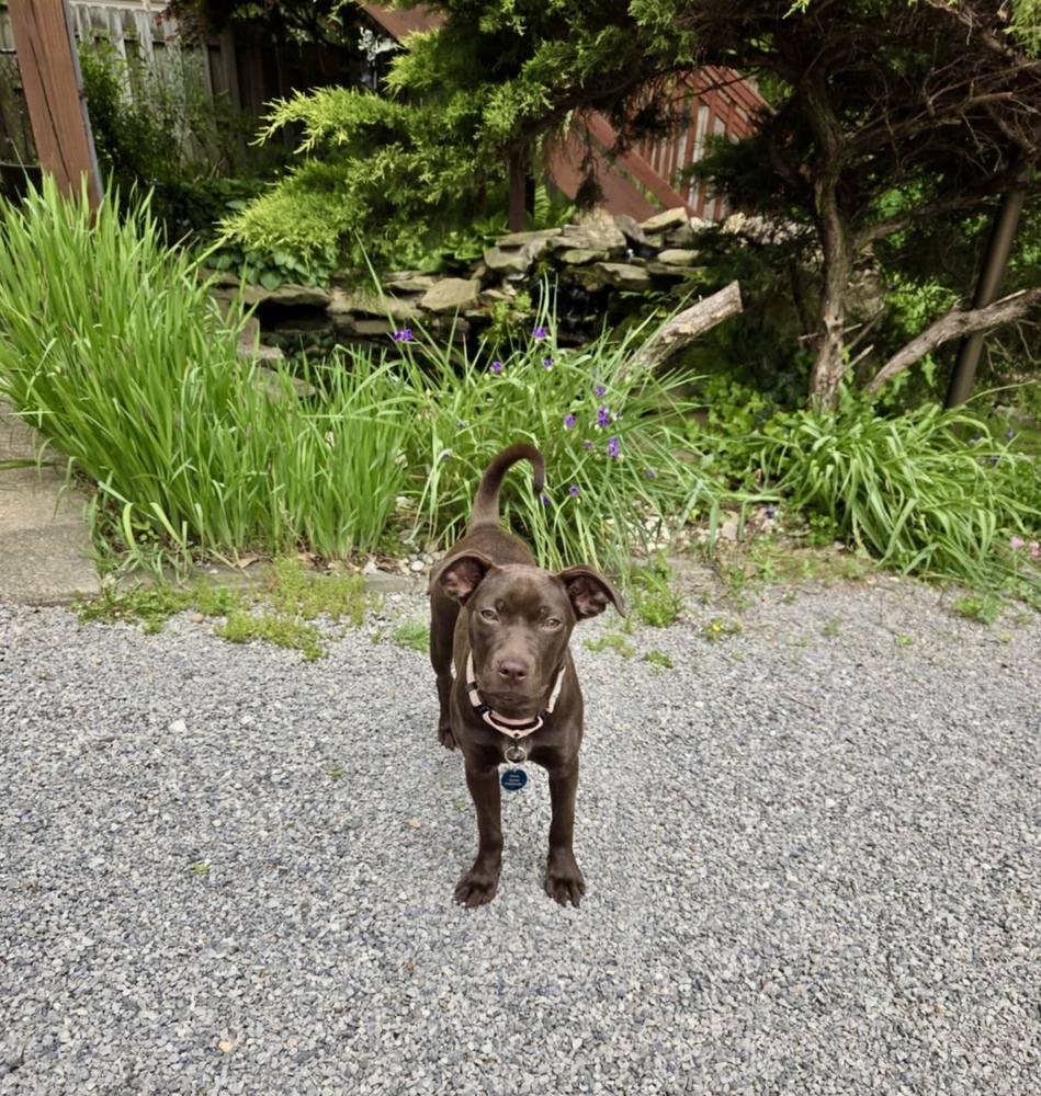 Ivy