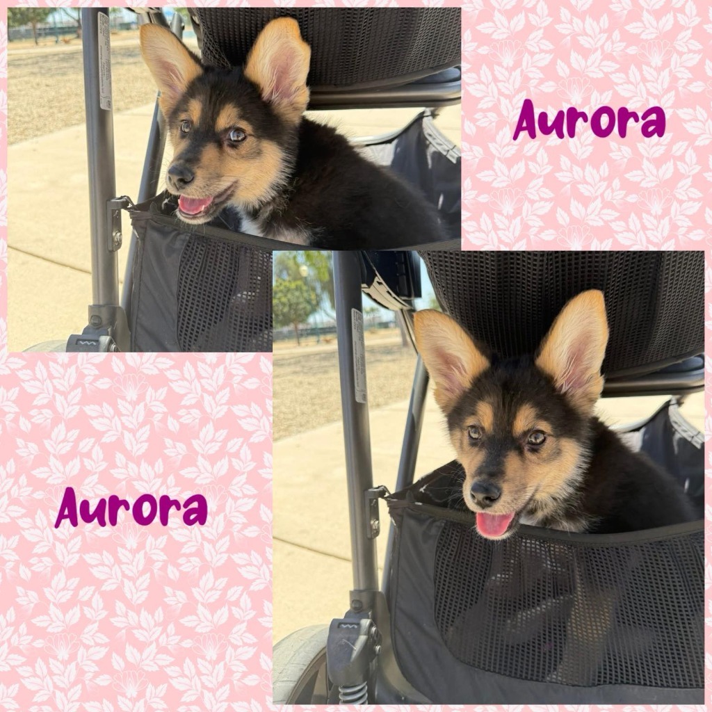 Aurora